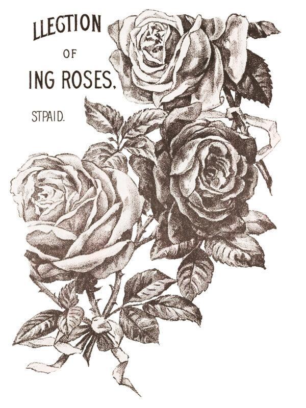 Transfer Mays Roses page 4 600x800 - My Shabby Chic Corner - Prodotti Iron Orchid Designs - IOD